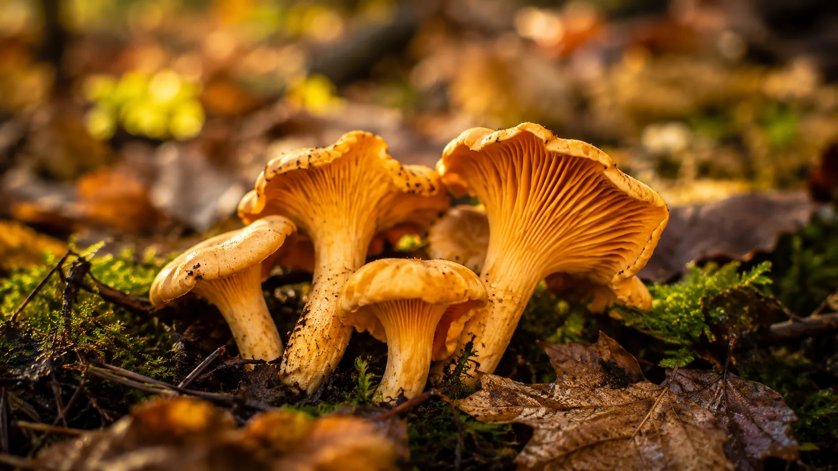 Chanterelles frescos silvestres - cogumelos amarelos - Coolchoice Algarve